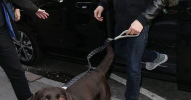 Ant McPartlin has reportedly jetted out of the country as he struggles to deal with the grief from the loss of his beloved dog Hurley