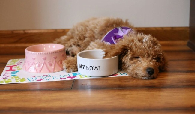 Golden Doodle Abandoned at Las Vegas Airport Is Rescued, Garners Adoption Interest – RedState