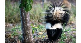 Happy Skunky Valentine's Day! – RedState