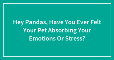Hey Pandas, Have You Ever Felt Your Pet Absorbing Your Emotions Or Stress?