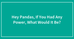 Hey Pandas, If You Had Any Power, What Would It Be?