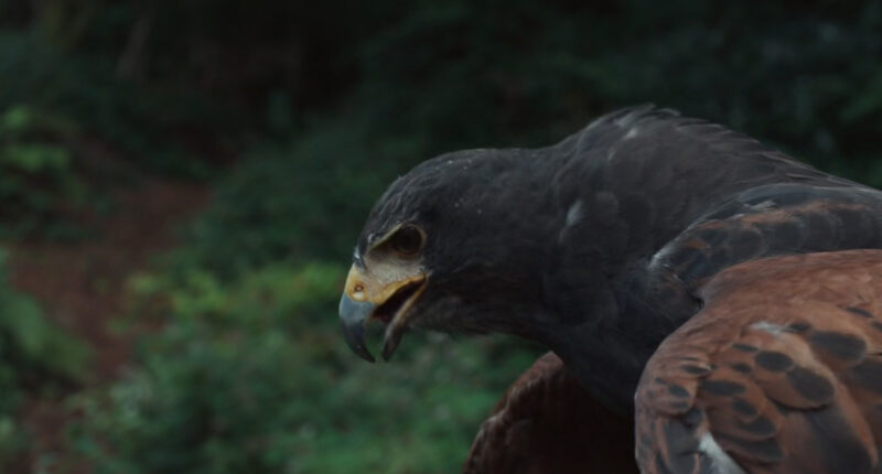 How Does Agnes’ Hawk Die? Was it a Ghost?