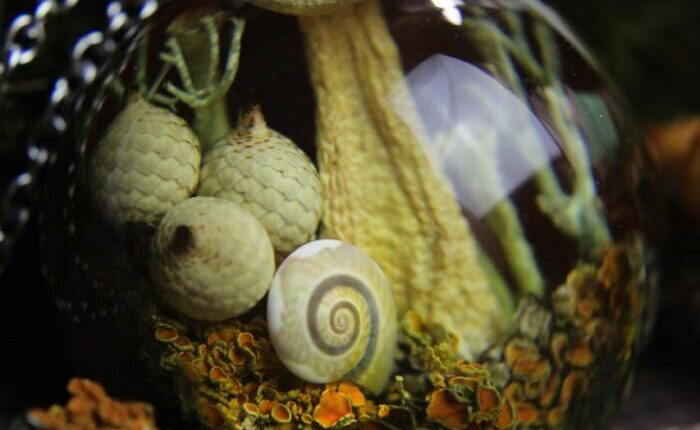 I Spent Over Five Years Perfecting My “Dome Technique” To Turn Tiny Forest Fragments Into Optical Art