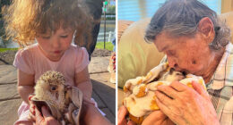 I Took 38 Adorable Hedgehog Photos Showing How People React To Them