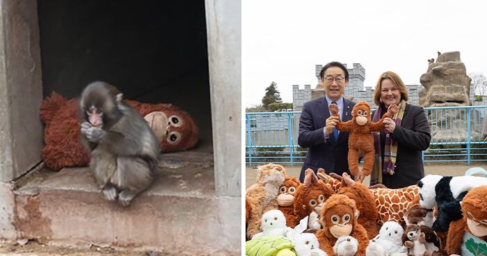 IKEA praised for generous gift to baby monkey Punch who went viral after mom abandoned him