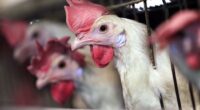 IL Judge Rules Lawsuit Is Rotten Egg — Chicken Case Cracks Over Crucial Decision on Meaning of 'Wings' – RedState