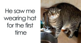 If You Can’t Think Of A Better Way To Spend Your Time Than Looking At Cat Memes, These 115 Posts Are For You