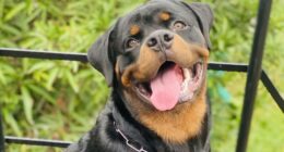 It's No Contest, Between a Pro-Palestine Activist and Americans' Love for Their Dogs – RedState