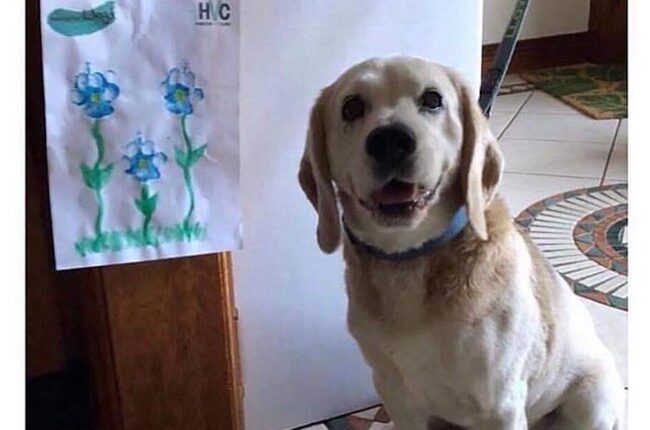 It's Racist to Like Dogs, Apparently – HotAir