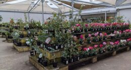 For decades, many Kmart stores across Australia featured outdoor-style garden centres tucked onto the edge of the building or just beyond the main aisles