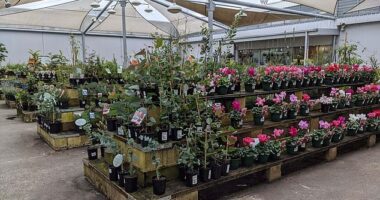 For decades, many Kmart stores across Australia featured outdoor-style garden centres tucked onto the edge of the building or just beyond the main aisles