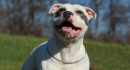 LA Mayor Bass' Complicity in the Abuse, Trafficking and Death of Dogs on Skid Row Exposed – RedState