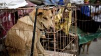 Mayor Karen Bass Feigns Ignorance of the LA Skid Row Dog Crisis, So PETA Begs Gavin Newsom to Intervene – RedState