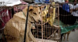 Mayor Karen Bass Feigns Ignorance of the LA Skid Row Dog Crisis, So PETA Begs Gavin Newsom to Intervene – RedState