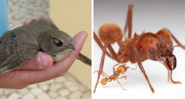 Meet 15 Animal Species Redefining Sleep Science