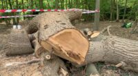New twist in saga of 500-year-old oak felled by Toby Carvery bosses