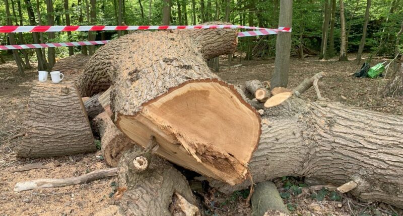 New twist in saga of 500-year-old oak felled by Toby Carvery bosses