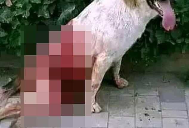 Morocco has been accused of killing stray dogs in its streets in a 'clean up' effort ahead of the 2030 World Cup