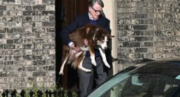 Former UK ambassador to the United States Peter Mandelson leaves through his front door carrying a large dog