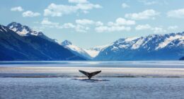 Popular cruise line abruptly shuts down and cancels all sailings