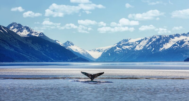 Popular cruise line abruptly shuts down and cancels all sailings