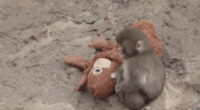 Punch The Monkey Reminds Us That Babies Need Their Moms