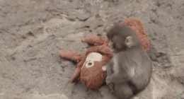 Punch The Monkey Reminds Us That Babies Need Their Moms