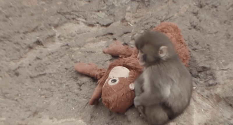 Punch The Monkey Reminds Us That Babies Need Their Moms