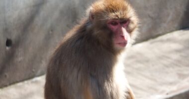 Punch the Lonely Baby Monkey Has a New BFF, and It's a Beautiful Thing – RedState