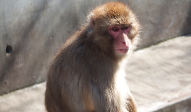 Punch the Lonely Baby Monkey Has a New BFF, and It's a Beautiful Thing – RedState