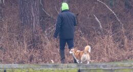 Andrew Mountbatten-Windsor appears to still be caring for the late Queen Elizabeth's corgis despite his eviction from the Royal Lodge in Windsor