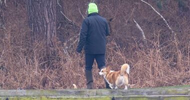 Andrew Mountbatten-Windsor appears to still be caring for the late Queen Elizabeth's corgis despite his eviction from the Royal Lodge in Windsor