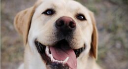 Randy Fine Plans to Troll Dog-Haters With Furry State of the Union Guest – RedState