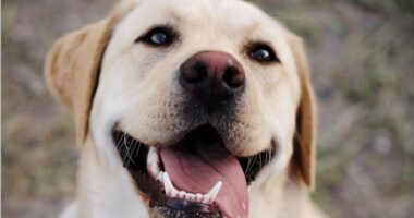 Randy Fine Plans to Troll Dog-Haters With Furry State of the Union Guest – RedState