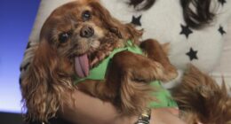 Randy Fine Will Have Dems Whimpering Again As He Unleashes Bill Protecting Puppies From Radical Islam – RedState