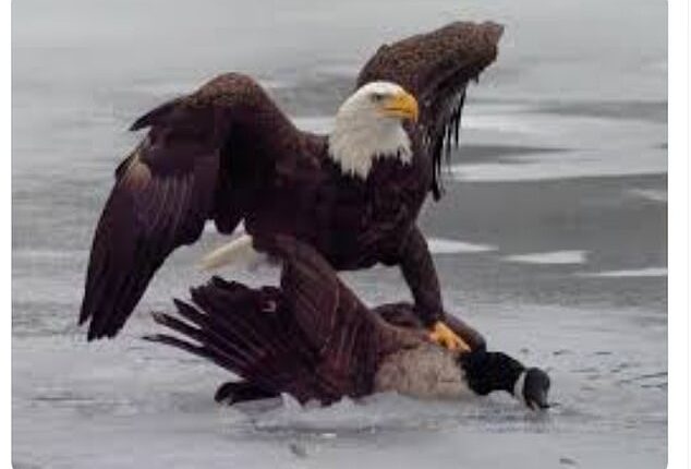 The White House trolled Canada and Justin Trudeau on social media after the USA's gold win