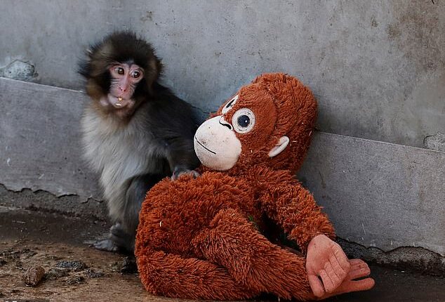 A $15.99 item from IKEA has got everyone talking after a baby monkey was seen clinging tightly to it for comfort - sparking an unexpected global surge in demand