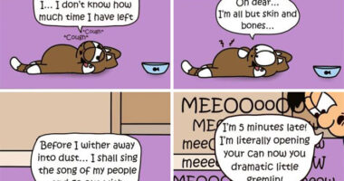 These 29 New “Iizcat” Comics Show What It’s Really Like Living With A Tiny Furry Feline Boss