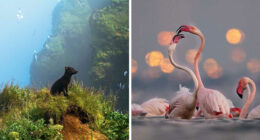 These Stunning Photos From The 2025 National Wildlife Photo Contest Celebrate Nature At Its Most Powerful (22 Pics)