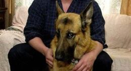 In a move that continues to baffle investigators, prison chiefs made the decision to house Epstein, the most high¿profile inmate in the United States, alongside a man accused of brutal murder