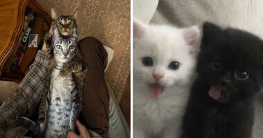 This Instagram Page Shares Cats With Serious Swag, And Here Are 65 Of The Best Pics