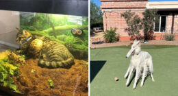 This Page Collects The Most Wholesome And Hilarious Animal Moments (60 Pics)