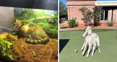 This Page Collects The Most Wholesome And Hilarious Animal Moments (60 Pics)