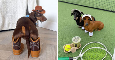 This Page Shared 90 Adorable Dachshund Photos That Are Guaranteed To Make You Smile