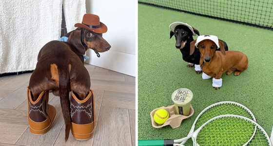 This Page Shared 90 Adorable Dachshund Photos That Are Guaranteed To Make You Smile