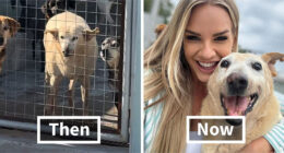 This Senior Dog Spent Years In A Shelter Until One Post Helped Him Find A Family