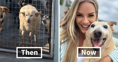This Senior Dog Spent Years In A Shelter Until One Post Helped Him Find A Family