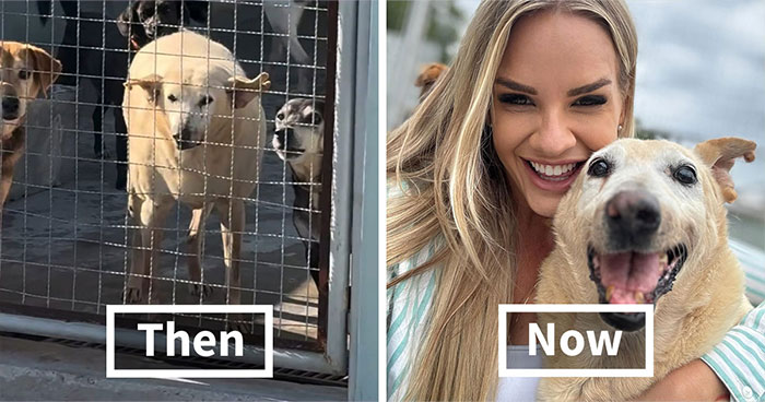 This Senior Dog Spent Years In A Shelter Until One Post Helped Him Find A Family