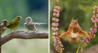 40 Perfectly Timed Wildlife Photos From The Comedy Wildlife Photography Awards