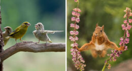 40 Perfectly Timed Wildlife Photos From The Comedy Wildlife Photography Awards